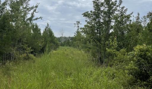 Photo #32 of SOLD property in Off Hwy 348 & Beargrass Road, Loris, SC 151.2 acres