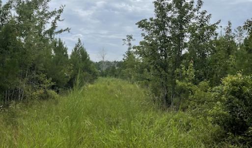 Photo #32 of SOLD property in Off Hwy 348 & Beargrass Road, Loris, SC 151.2 acres