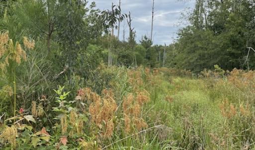 Photo #33 of SOLD property in Off Hwy 348 & Beargrass Road, Loris, SC 151.2 acres