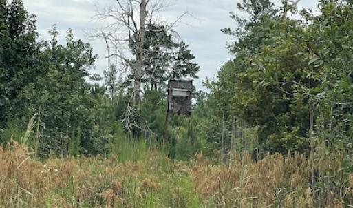 Photo #34 of SOLD property in Off Hwy 348 & Beargrass Road, Loris, SC 151.2 acres