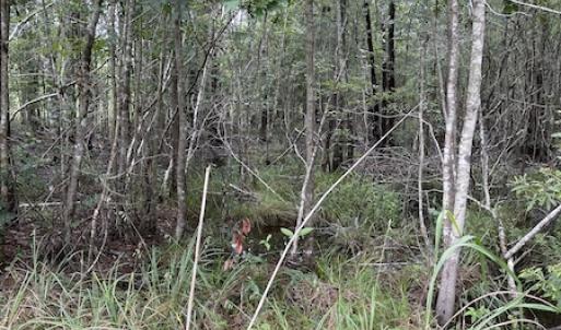 Photo #35 of SOLD property in Off Hwy 348 & Beargrass Road, Loris, SC 151.2 acres