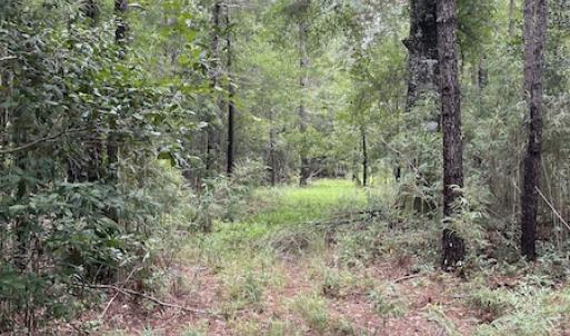 Photo #37 of SOLD property in Off Hwy 348 & Beargrass Road, Loris, SC 151.2 acres