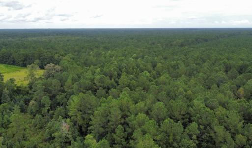 Photo #47 of SOLD property in Off Hwy 348 & Beargrass Road, Loris, SC 151.2 acres