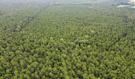 Photo #49 of SOLD property in Off Hwy 348 & Beargrass Road, Loris, SC 151.2 acres