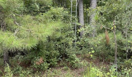 Photo #6 of SOLD property in Off Hwy 348 & Beargrass Road, Loris, SC 151.2 acres
