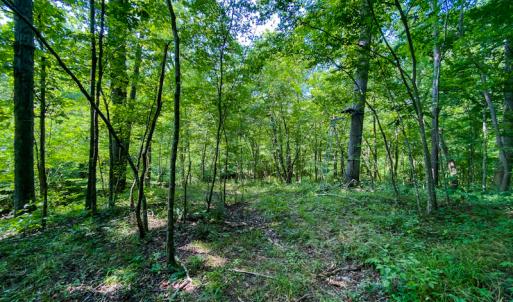 Photo #53 of SOLD property in Off Hwy 119 N & Stephentown Road, Blanch, NC 46.5 acres