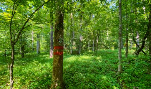 Photo #10 of SOLD property in Off Hwy 119 N & Stephentown Road, Blanch, NC 46.5 acres