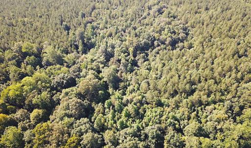Photo #10 of SOLD property in Off Colonial Trail W, Spring Grove, VA 47.6 acres