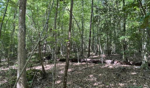 Photo #19 of SOLD property in Off Colonial Trail W, Spring Grove, VA 47.6 acres