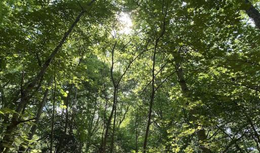 Photo #20 of SOLD property in Off Colonial Trail W, Spring Grove, VA 47.6 acres