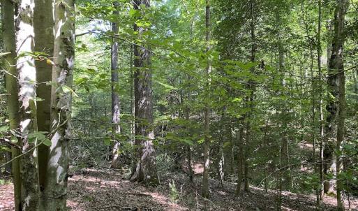 Photo #21 of SOLD property in Off Colonial Trail W, Spring Grove, VA 47.6 acres