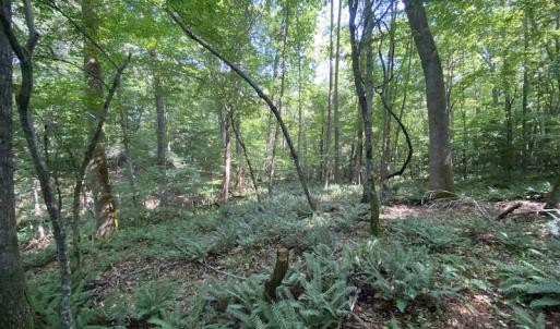 Photo #30 of SOLD property in Off Colonial Trail W, Spring Grove, VA 47.6 acres