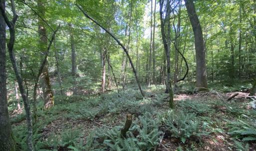 Photo #30 of SOLD property in Off Colonial Trail W, Spring Grove, VA 47.6 acres
