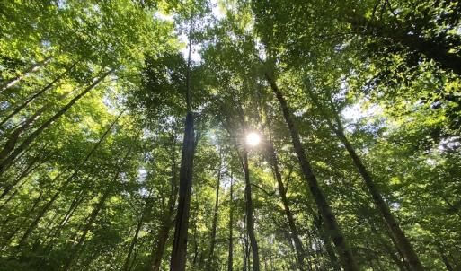 Photo #31 of SOLD property in 10767 Colonial Trail W, Spring Grove, VA 3.7 acres