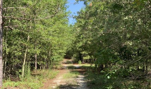 Photo #11 of SOLD property in N. Turnpike Road, Wagram, NC 179.0 acres