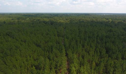 Photo #12 of SOLD property in N. Turnpike Road, Wagram, NC 179.0 acres