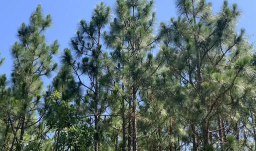 Photo #15 of SOLD property in N. Turnpike Road, Wagram, NC 179.0 acres