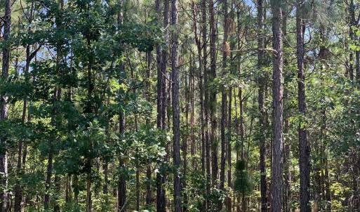 Photo #10 of SOLD property in N. Turnpike Road, Wagram, NC 179.0 acres