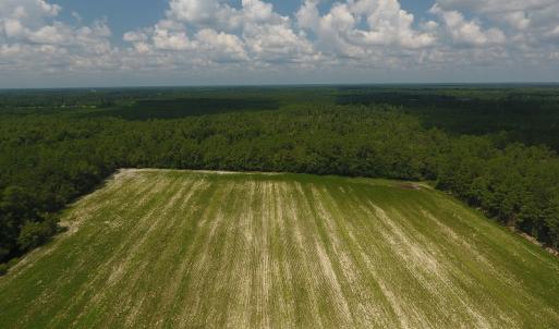 Photo #2 of SOLD property in Off Coventry Road, Nichols, SC 253.6 acres