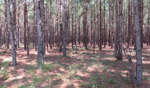 Photo #14 of SOLD property in Off Coventry Road, Nichols, SC 253.6 acres