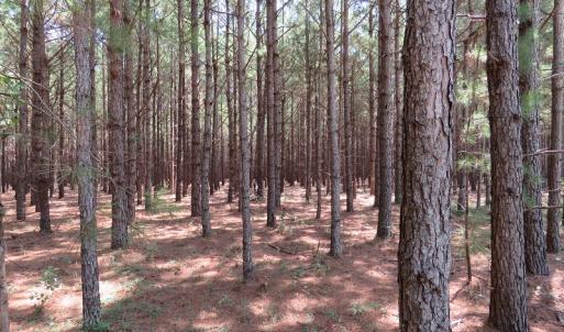 Photo #8 of SOLD property in Off Coventry Road, Nichols, SC 253.6 acres