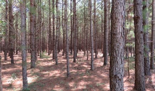 Photo #8 of SOLD property in Off Coventry Road, Nichols, SC 253.6 acres