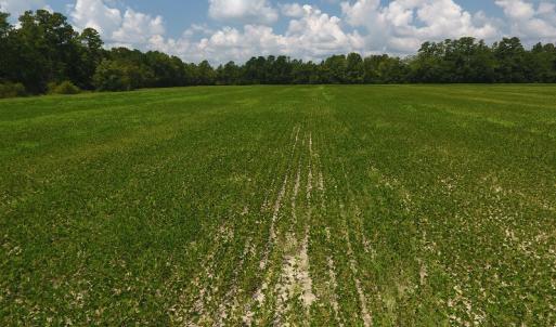 Photo #10 of SOLD property in Off Coventry Road, Nichols, SC 253.6 acres