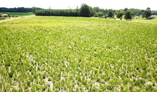 Photo #10 of SOLD property in Off Raynor Road, Smithfield, VA 74.0 acres