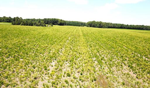 Photo #11 of SOLD property in Off Raynor Road, Smithfield, VA 74.0 acres