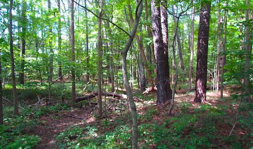 Photo #12 of SOLD property in Off Raynor Road, Smithfield, VA 74.0 acres