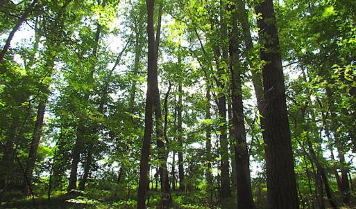Photo #13 of SOLD property in Off Raynor Road, Smithfield, VA 74.0 acres