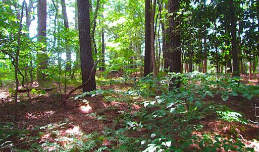 Photo #16 of SOLD property in Off Raynor Road, Smithfield, VA 74.0 acres