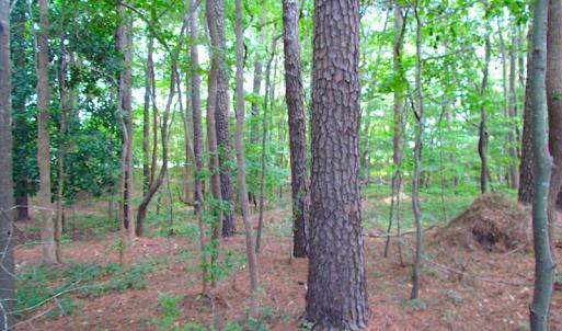 Photo #18 of SOLD property in Off Raynor Road, Smithfield, VA 74.0 acres