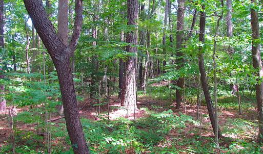 Photo #20 of SOLD property in Off Raynor Road, Smithfield, VA 74.0 acres