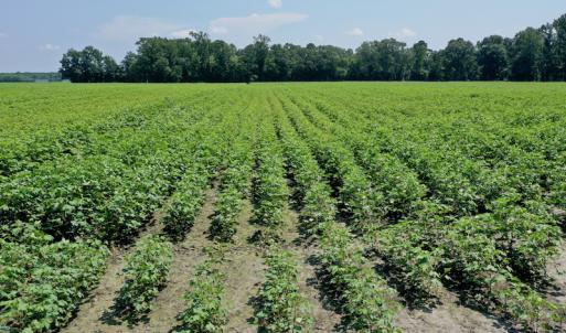 Photo #3 of SOLD property in Off Center Hill Road, Tyner, NC 56.8 acres