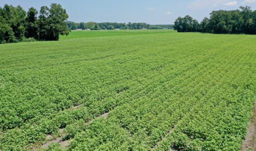 Photo #4 of SOLD property in Off Center Hill Road, Tyner, NC 56.8 acres
