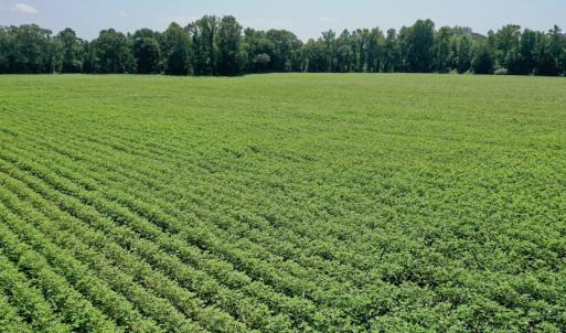 Photo #5 of SOLD property in Off Center Hill Road, Tyner, NC 56.8 acres