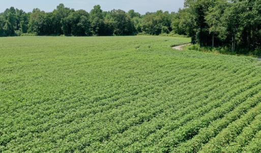 Photo #6 of SOLD property in Off Center Hill Road, Tyner, NC 56.8 acres
