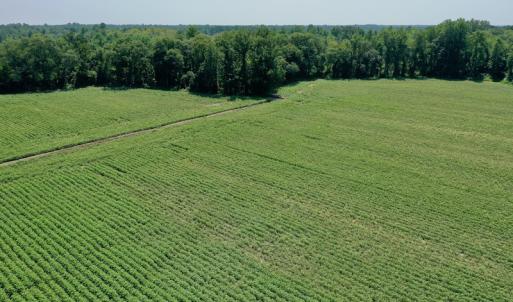 Photo #9 of SOLD property in Off Center Hill Road, Tyner, NC 56.8 acres