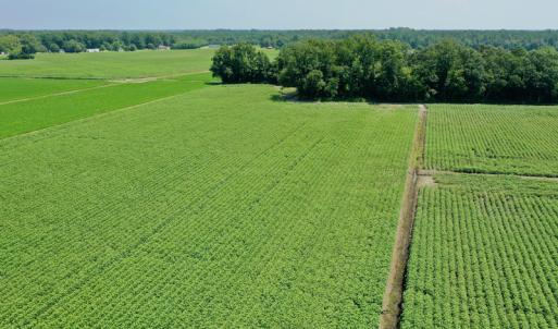 Photo #11 of SOLD property in Off Center Hill Road, Tyner, NC 56.8 acres