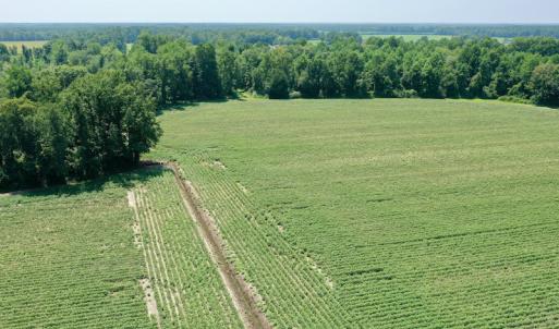 Photo #13 of SOLD property in Off Center Hill Road, Tyner, NC 56.8 acres