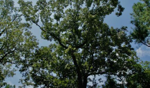 Photo #37 of SOLD property in Off Center Hill Road, Tyner, NC 56.8 acres