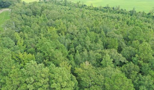 Photo #11 of SOLD property in Off John L Road, Maxton, NC 28.8 acres