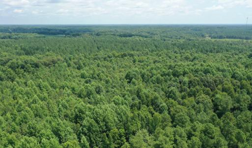 Photo #6 of SOLD property in Off Adcock Road, Enfield, NC 58.0 acres