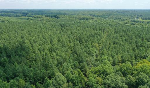 Photo #12 of SOLD property in Off Adcock Road, Enfield, NC 58.0 acres