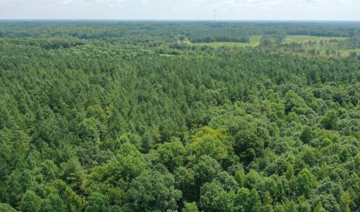 Photo #13 of SOLD property in Off Adcock Road, Enfield, NC 58.0 acres