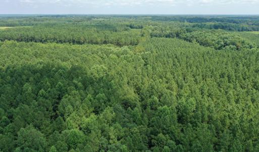 Photo #14 of SOLD property in Off Adcock Road, Enfield, NC 58.0 acres