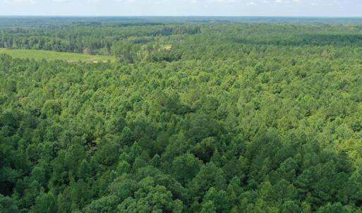 Photo #16 of SOLD property in Off Adcock Road, Enfield, NC 58.0 acres