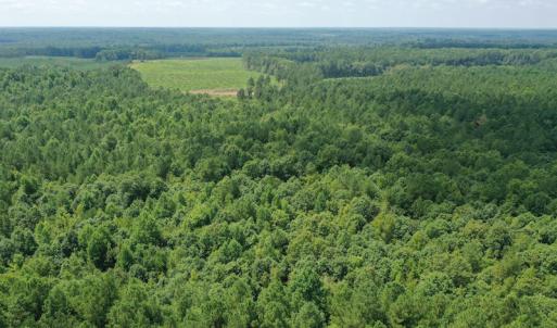 Photo #19 of SOLD property in Off Adcock Road, Enfield, NC 58.0 acres