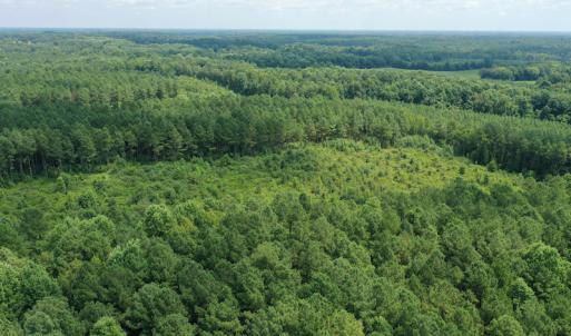 Photo #21 of SOLD property in Off Adcock Road, Enfield, NC 58.0 acres